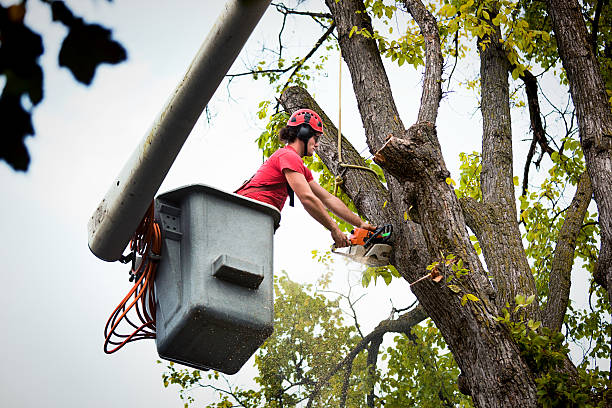 Professional Tree Services in Somersworth, NH