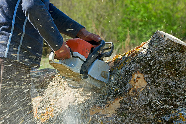 Why Choose Our Tree Removal Services in Somersworth, NH?